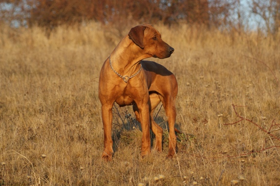 Kiss_and_Tell_Rottzridge_01