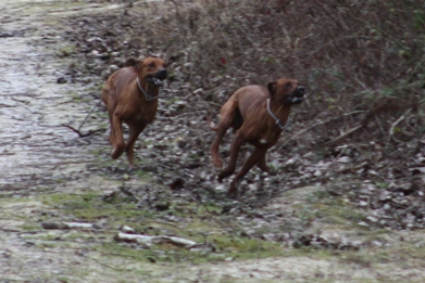 of_iron_dogs_nachzuchten03